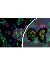 Ub-POD: A Ubiquitin-Specific Proximity-Dependent Labeling Technique to Identify E3 Ubiquitin Ligase Substrates in Human Cells