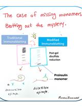 Quantification of Folded and Misfolded Proinsulin Forms Using Nonreducing SDS-PAGE and Proinsulin-Specific Immunoblotting