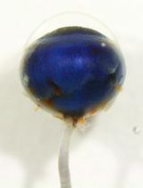 Primary Mouse Choroidal Endothelial Cell Culture