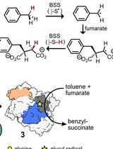 Activation of X-Succinate Synthases for Fumarate Hydroalkylation Using an In Vitro Activation Method