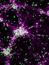 Derivation and Culture of Enriched Phrenic-Like Motor Neurons From Human iPSCs