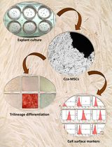 Isolation and Characterization of Cervical Cancer-Associated Mesenchymal Stem Cells From Primary Tumors Using Explant Culture
