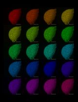 Cloning-Free Targeting of Endogenous Loci to Generate Fluorescent Reporters in Medaka