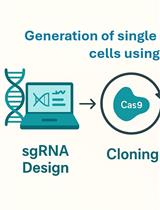 利用CRISPR/Cas9在难转染的THP1细胞系中构建单基因敲除的实验方案