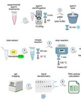 Kinase Mobility Shift Assay (KiMSA) for Assessing Protein Kinase A Activity