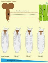 Live Cell Imaging to Monitor Axonal Pruning in <em>Drosophila</em> Motor Neurons