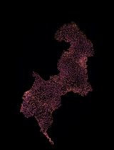 APEX2 RNA Proximity Labeling in Mammalian Cell Lines With Low Biotin Permeability