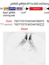 An Alternative Gene Editing Strategy Using a Single AAV Vector