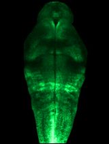Quantification of Neural Progenitor Cells From Zika Virus-Infected Zebrafish Embryos