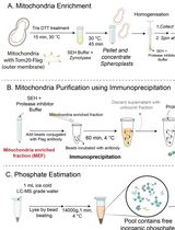Isolation of Mitochondria From Yeast to Estimate Mitochondrial Pools of Inorganic Phosphate