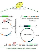Assessing the Efficiency of Double-Strand Break Repair Mediated by Homologous Recombination and Non-homologous End-Joining Pathways in <em>Saccharomyces cerevisiae</em>