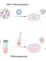 Evaluation of In Vitro Cytotoxic Activity of CAR-T Cells Using Patient-Derived Organoids