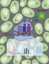 Evaluation of Translation Rate Through L-azidohomoalanine (AHA) Incorporation and Subsequent Alkyne Fluorophore–Mediated Click Chemistry in Yeast