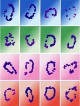 Quantifying Intracellular Distributions of HaloTag-Labeled Proteins With SDS-PAGE and Epifluorescence Microscopy