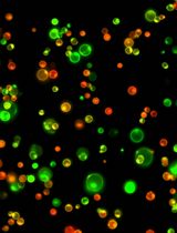 Virus Isolation and Rice Protoplast Infection