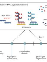 Flow Cytometric Quantification of HIV-1-Infected Cells Expressing Either Abortive or Elongated HIV-1 Transcripts Using Flow-FISH