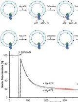 A Fluorescence-Based Flippase Assay to Monitor Lipid Transport by Drs2-Cdc50