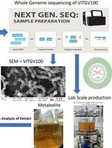 Metabolite Production and Extraction of Indole Compound From the Tomato Endophyte <em>Streptomyces</em> sp. VITGV100