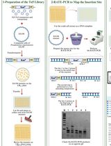 利用RATE-PCR全面定位EZ-Tn5转座子在阿根廷假单胞菌SA190中的插入位点