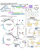 嗜热栖热菌CRISPR Cas6的异源表达与纯化方法