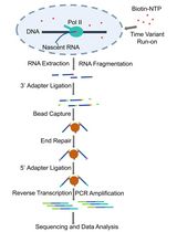 Fast TV-PRO-seq:RNA聚合酶停滞时间测定的加速与简化流程