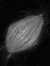 Fixation and Expansion Microscopy of Xenopus Egg Extract Spindles