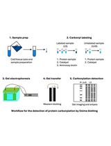 氧肟印迹法实现羰基化蛋白的可靠灵敏检测