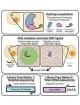 Analyzing RNA Localization Using the RNA Proximity Labeling Method OINC-seq