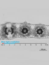 Live Leaf-Section Imaging for Visualizing Intracellular Chloroplast Movement and Analyzing Cell–Cell Interactions