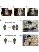 Fertility test of mice (<em>Mus musculus</em>)