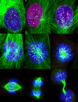 Accurate Identification of Cell Cycle Stages in RPE1 Cells Using the ImmunoCellCycle-ID Method