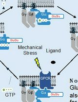 Direct Activity Measurement of Heterotrimeric Gi Proteins and Gq Protein By Effector Pulldown