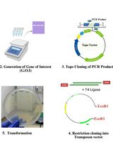 A Simple and Adaptable Method for Cloning Genes Into Transposon Vectors Using Topo and Restriction Systems for Chicken Embryo Transgenesis