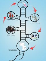 An Ex Vivo Protocol to Assess IRE1α-Dependent RNA Cleavage Using Total RNA Isolated from Mouse Tissues