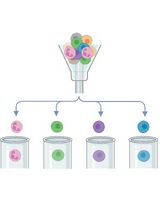 Rapid Isolation and Flow Cytometry Analysis of Murine Intestinal Immune Cells After Chemically Induced Colitis