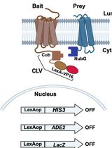 Integrated Membrane Yeast Two-Hybrid System for the Analysis of Membrane Protein Complexes