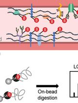 Luminal Cerebrovascular Proteomics