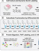 Protein Turnover Dynamics Analysis With Subcellular Spatial Resolution
