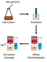 Production of Homogeneous, Functional Zinc-Finger Arrays in High Yield With Two Chromatographic Steps