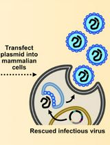 Assembly and Mutagenesis of Human Coronavirus OC43 Genomes in Yeast via Transformation-Associated Recombination