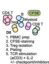 Assessing Human Treg Suppression at Single-Cell Resolution Using Mass Cytometry