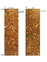 ClearDepth Method for Evaluations of Root Depth in Soil-Filled Pots