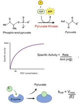 An Optimized Enzyme-Coupled Spectrophotometric Method for Measuring Pyruvate Kinase Kinetics