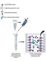 Use of a High-Affinity Ubiquitin-Binding Domain to Detect and Purify Ubiquitinated Substrates and Their Interacting Proteins