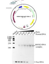 Prokaryotic Expression and Purification of the hSox2-HMG Domain