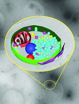 Ultrafast Isolation of Synaptic Terminals From Rat Brain for Cryo-Electron Tomography Analysis