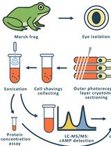 Time-Resolved cAMP Level Determination in Frog Retina Samples Using LC–MS/MS