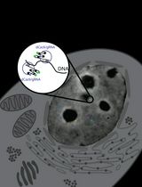 Real-Time Imaging of Specific Genomic Loci With CRISPR/dCas9 in Human Cells Using CRISPRainbow