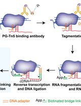 低样本量条件下同时捕获染色质相关RNA及全局RNA–RNA互作