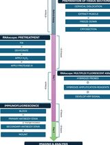 Simultaneous RNA Fluorescent In Situ Hybridization and Immunofluorescent Staining of Mouse Muscle Stem Cells on Fresh Frozen Skeletal Muscle Sections